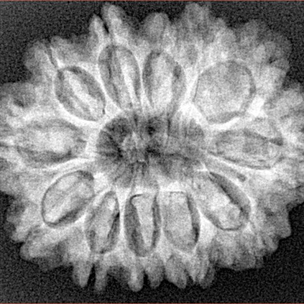 12 Mukhi Rudraksha 29.6mm 5.26gm - Xray