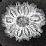 10 Mukhi Rudraksha 24.8mm 3.69gm - Xray