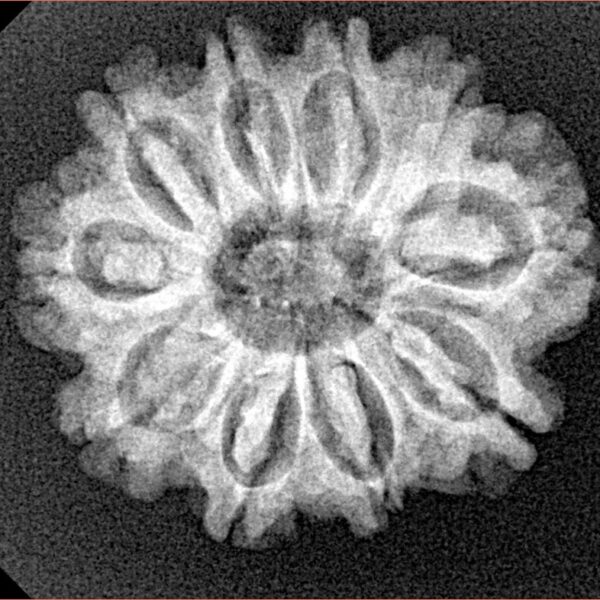 10 Mukhi Rudraksha 24.8mm 3.69gm - Xray