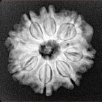 8 Mukhi Rudraksha 23mm 4gm - Xray