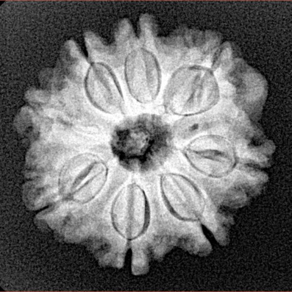 8 Mukhi Rudraksha 23mm 4gm - Xray