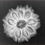 9 Mukhi Rudraksha 22mm 3gm - Xray