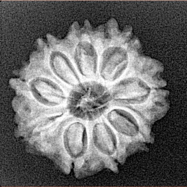 9 Mukhi Rudraksha 22mm 3gm - Xray