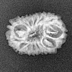 14 Mukhi Rudraksha 18.3mm 1.26gm - Xray
