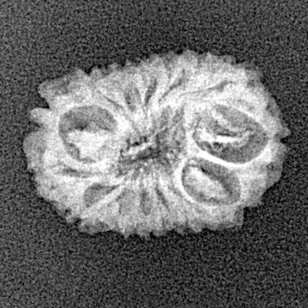 14 Mukhi Rudraksha 18.3mm 1.26gm - Xray