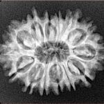 14 Mukhi Rudraksha 26.8mm 3.51gm - Xray