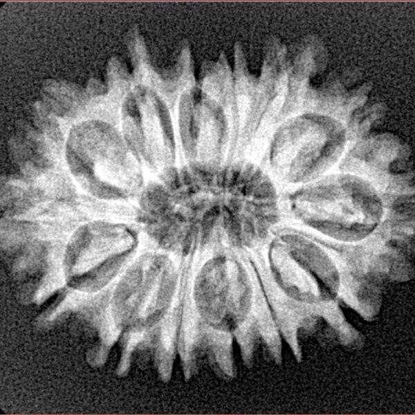 14 Mukhi Rudraksha 26.8mm 3.51gm - Xray