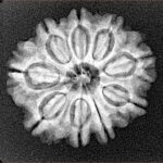 9 Mukhi Rudraksha 23.3mm 3.53gm - Xray