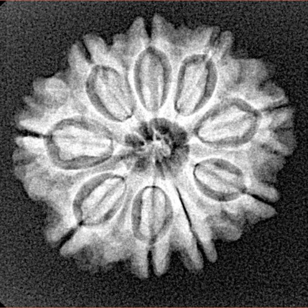 9 Mukhi Rudraksha 23.3mm 3.53gm - Xray