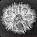 10 Mukhi Rudraksha 24.7mm 3.36gm - Xray