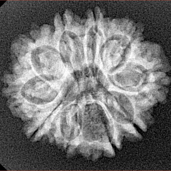 10 Mukhi Rudraksha 24.7mm 3.36gm - Xray