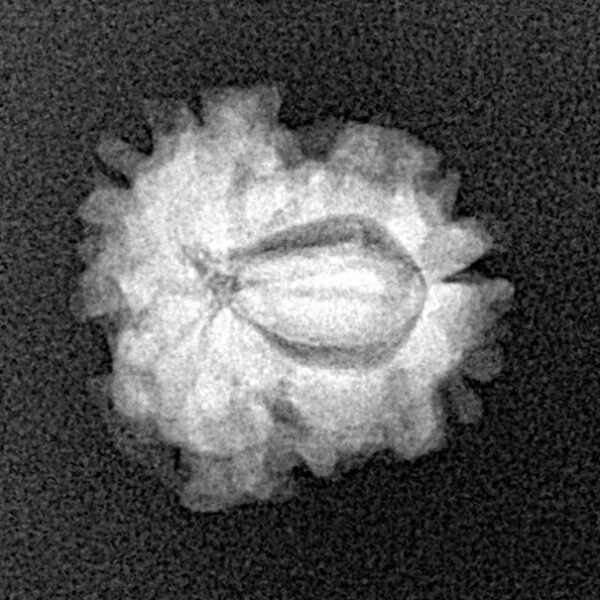 1 Mukhi Rudraksha 18mm 1.51gm - Xray