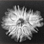 Sawar/Ganesh (9+1) 24.5mm 3.58gm - Xray