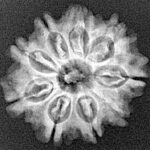 9 Mukhi Rudraksha 22.7mm 3.09gm - Xray