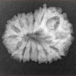 14 Mukhi Rudraksha 23.6mm 2.78gm - Xray