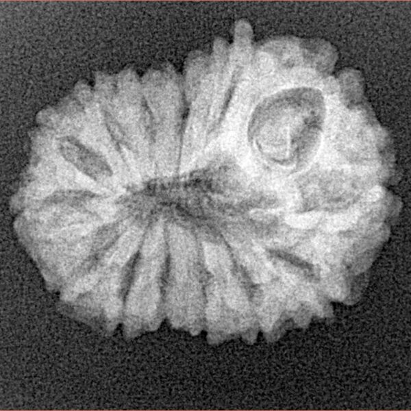 14 Mukhi Rudraksha 23.6mm 2.78gm - Xray