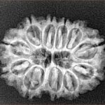 11 Mukhi Rudraksha 28.6mm 4.65gm - Xray