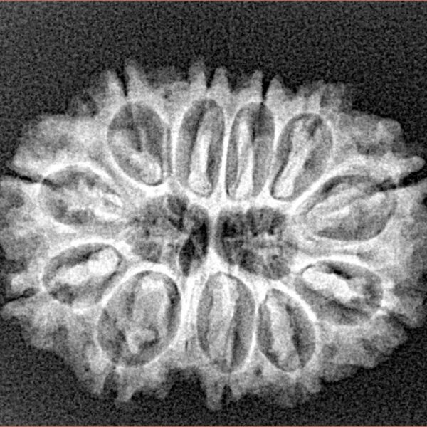 11 Mukhi Rudraksha 28.6mm 4.65gm - Xray