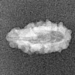 1 Mukhi Rudraksha 14.6mm 0.34gm - Xray