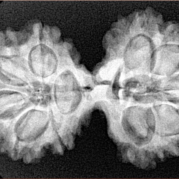 10 Mk Gaurishankar 36mm 6.38gm - Xray