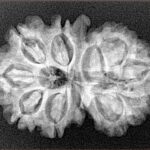 11 Mukhi G.S & Ganesh 29mm 4.43gm - Xray