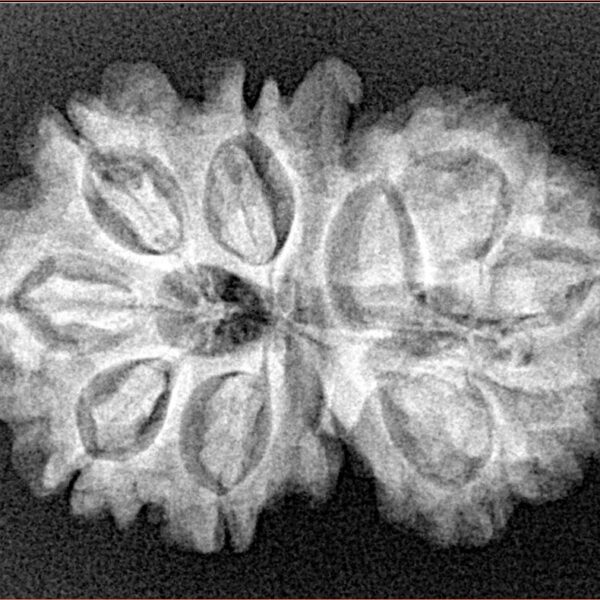 11 Mukhi G.S & Ganesh 29mm 4.43gm - Xray