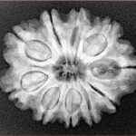 10 Mukhi Rudraksha 26.2mm 4.79gm - Xray