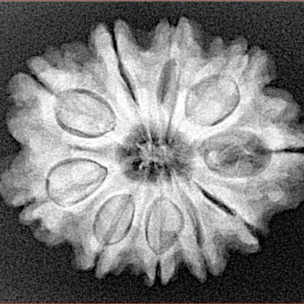 10 Mukhi Rudraksha 26.2mm 4.79gm - Xray