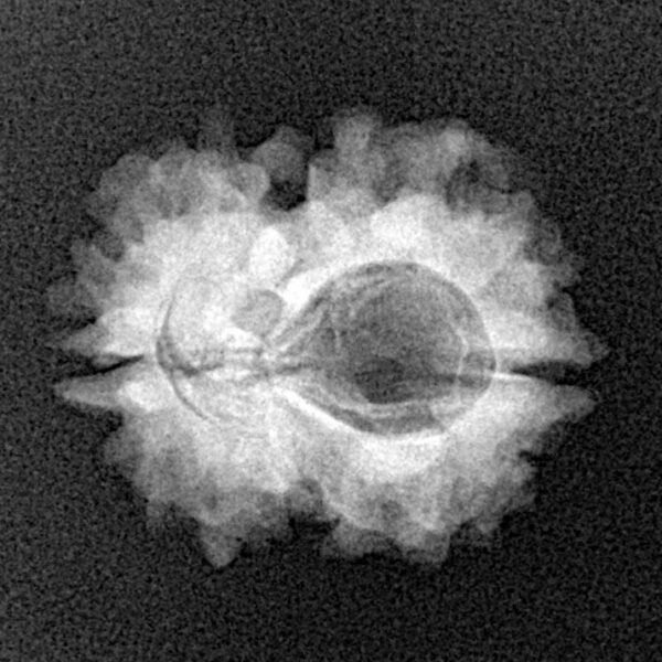 2 Mukhi Rudraksha 22.2mm 2.5gm - Xray