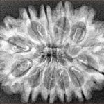 12 Mukhi Rudraksha 31mm 4.54gm - Xray