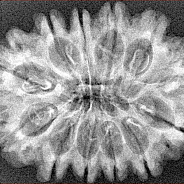 12 Mukhi Rudraksha 31mm 4.54gm - Xray