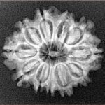 11 Mukhi Rudraksha 24.5mm 3.09gm - Xray