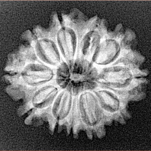 11 Mukhi Rudraksha 24.5mm 3.09gm - Xray