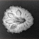 14 Mukhi Rudraksha 20.3mm 2.57gm - Xray