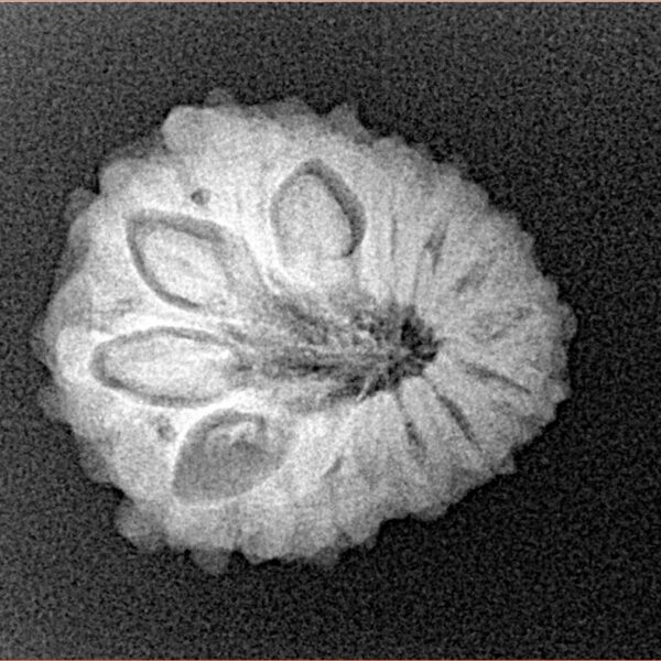 14 Mukhi Rudraksha 20.3mm 2.57gm - Xray