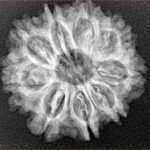 9 Mukhi Rudraksha 24.1mm 3.76gm - Xray