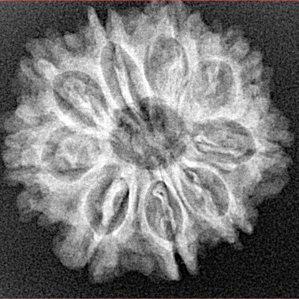 9 Mukhi Rudraksha 24.1mm 3.76gm - Xray