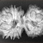 14 Mk Gaurishankar 32mm 5.06gm - Xray