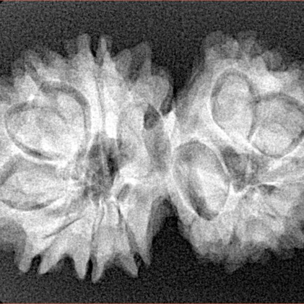 14 Mk Gaurishankar 32mm 5.06gm - Xray
