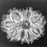 9 Mukhi Rudraksha 25mm 3.19gm - Xray
