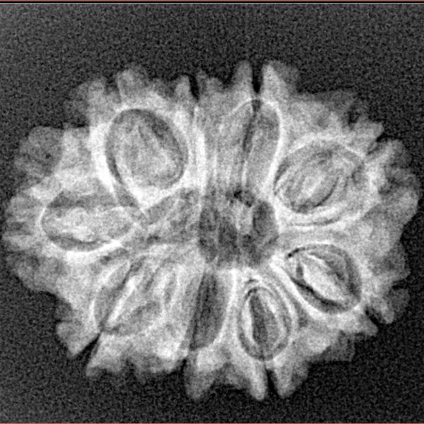 9 Mukhi Rudraksha 25mm 3.19gm - Xray