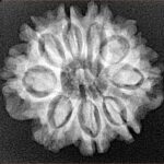 9 Mukhi Rudraksha 24.7mm 3.83gm - Xray