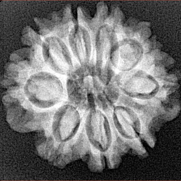9 Mukhi Rudraksha 24.7mm 3.83gm - Xray