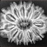 12 Mukhi Rudraksha 28mm 4.74gm - Xray