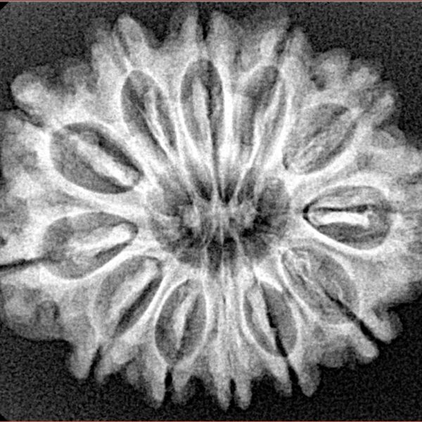 12 Mukhi Rudraksha 28mm 4.74gm - Xray