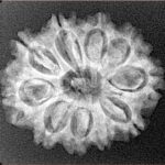 10 Mukhi Rudraksha 25.1mm 3.67gm - Xray