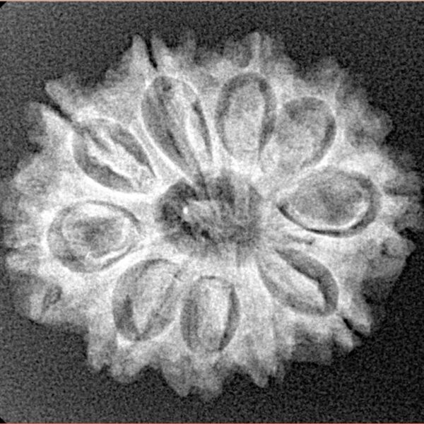 10 Mukhi Rudraksha 25.1mm 3.67gm - Xray