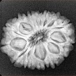 15 Mukhi Rudraksha 25.4mm 4.18gm - Xray