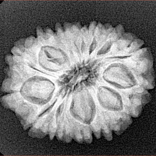 15 Mukhi Rudraksha 25.4mm 4.18gm - Xray