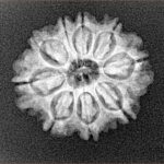 9 Mukhi Rudraksha 21.7mm 2.58gm - Xray